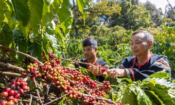 Nhãn hiệu “Buon Ma Thuot Coffee”: Nâng giá trị hạt cà phê, cải thiện sinh kế Tây Nguyên