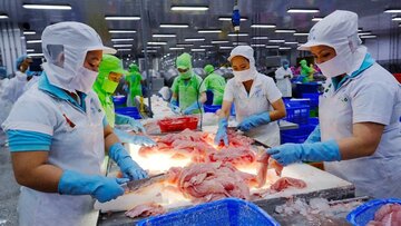CPTPP - thị trường chủ lực của cá tra Việt Nam