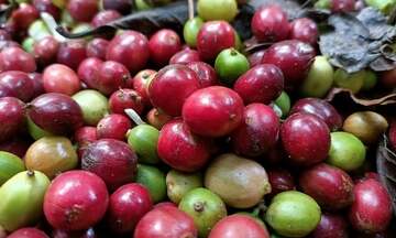 Giá cà phê Arabica tăng hơn 4,1% lên 8.272 USD/tấn