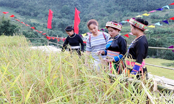 Đồng bào Dao và hành trình đưa giống nếp truyền thống thành hàng hóa