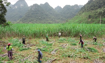 Bà con vùng biên viễn vươn lên thoát nghèo nhờ cây mía