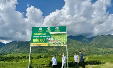 Chè Than Uyên: Xây dựng thương hiệu nông sản đặc trưng của Lai Châu