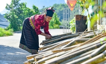 Sinh kế bền vững từ cây luồng cho đồng bào miền núi xứ Thanh