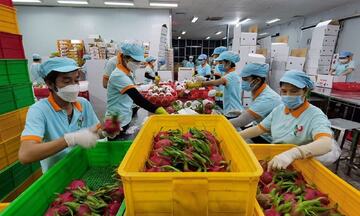 Rau quả Việt Nam tăng tốc vào EU nhờ ưu đãi từ EVFTA