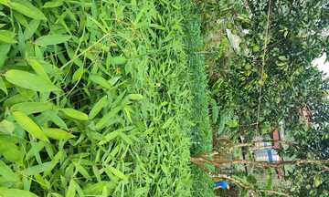 Cây giang lấy lá - mạch sống mới của vùng cao Đông Bắc Bộ