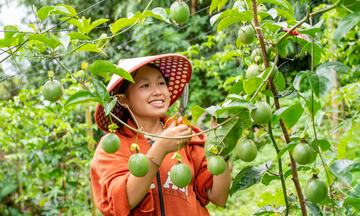 Tự lực vươn lên, đồng bào Lai Châu làm giàu trên mảnh đất quê hương