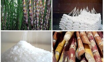 Nghiên cứu hỗ trợ doanh nghiệp mía đường duy trì sản xuất bền vững
