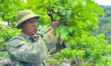 Phát triển mô hình kinh tế: Yếu tố giảm nghèo cốt lõi của Thái Nguyên