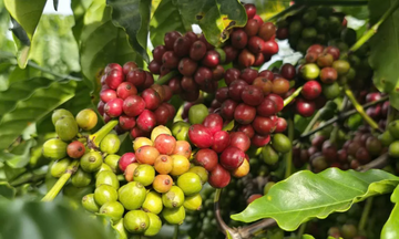 Cà phê Việt trước cơ hội thâm nhập thị trường Nhật Bản