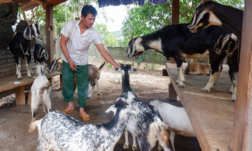 Quảng Ngãi: Tỷ lệ hộ nghèo ở Ia Đal giảm mạnh nhờ sản xuất hữu cơ