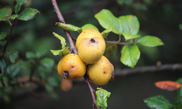 Liên kết chuỗi giá trị: Con đường giúp bà con thoát nghèo 