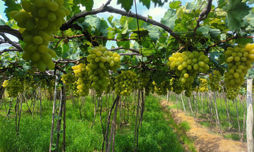 Khi người Việt chọn sống xanh, OCOP cũng cần thay đổi