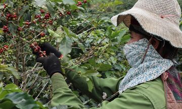 Phát triển sản xuất gắn với du lịch nông nghiệp: Sinh kế mới trên đất dốc
