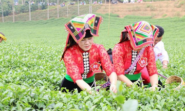 Vươn xa thương hiệu chè Phổng Lái