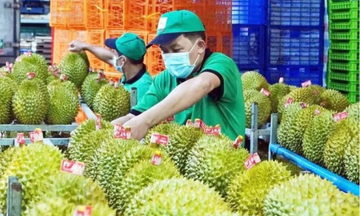 Sầu riêng dẫn dắt, rau quả Việt Nam bứt tốc cuối năm