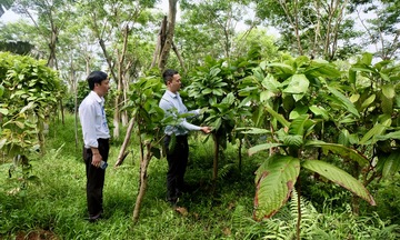 Phú Thọ: Làm giàu từ 'nữ hoàng trà' nơi chân núi Tam Đảo