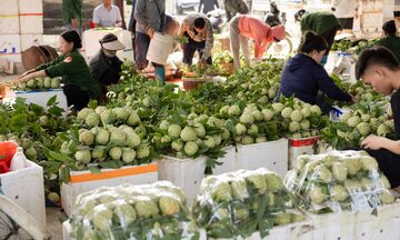 Liên kết sản xuất giúp nông dân Chi Lăng vươn lên thoát nghèo