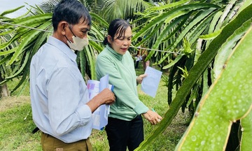 SACCR: Thay đổi tư duy canh tác, nâng sinh kế cho đồng bào dân tộc thiểu số Tây Nguyên – Nam Trung Bộ