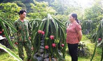 Xây dựng nhãn hiệu cho thanh long Nguyên Bình