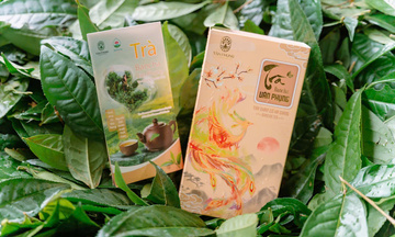 Trà Bancha - hướng đi mới giúp nông dân Vị Xuyên thoát nghèo