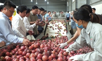 Chanh leo: Cây làm giàu cho bà con dân tộc thiểu số vùng cao nguyên