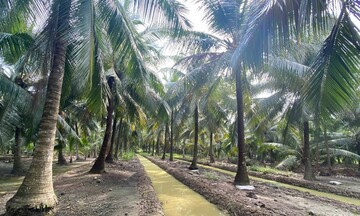 Cần xây dựng các vùng nguyên liệu tập trung cho ngành dừa