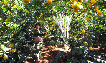 Kết nối chuỗi giá trị và phát triển kỹ năng tạo sinh kế bền vững cho nông dân