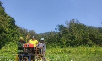 Gai xanh - hướng đi mới giúp nông dân nơi rẻo cao thoát nghèo