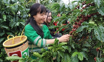 Đắk Lắk liên kết chuỗi, đẩy mạnh xây dựng thương hiệu nông sản vùng dân tộc thiểu số