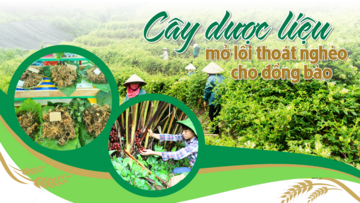 Cây dược liệu mở lối thoát nghèo cho đồng bào