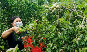 Lào Cai: Đồng bào dân tộc mở rộng kênh tiêu thụ cho mận Bắc Hà