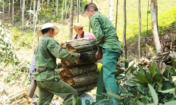 'Cây vàng xanh' góp phần giảm nghèo ở vùng cao Lào Cai