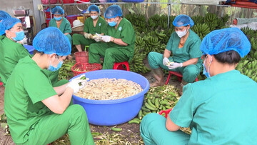 Chuối tiêu mở hướng thoát nghèo bền vững cho nông dân Thái Nguyên