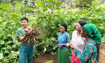 Cây trồng mới mang mùa no đủ cho đồng bào dân tộc thiểu số