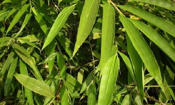 Lan tỏa mô hình giảm nghèo: Hướng đi bền vững cho kinh tế nông thôn 