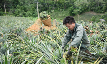 Nông nghiệp hữu cơ vươn lên từ lợi thế sinh thái miền núi