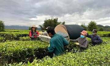 Chè Lai Châu: 'Vàng xanh' mở lối giảm nghèo bền vững