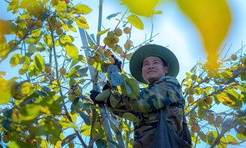 Hồng vành khuyên mở lối thoát nghèo cho nông dân vùng cao Lạng Sơn