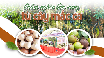 Longform | Giảm nghèo bền vững từ cây mắc ca