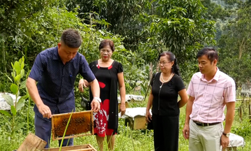 Nông dân vùng cao năng động, viết tiếp câu chuyện thoát nghèo