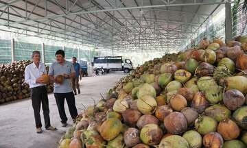 Dừa Việt Nam thêm cơ hội thâm nhập sâu thị trường Trung Quốc