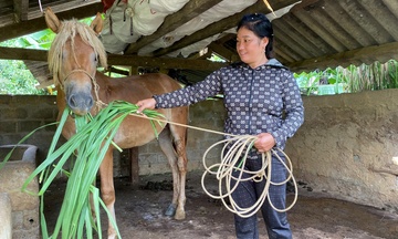 Sinh kế mới từ nuôi ngựa giúp người dân vùng cao vươn lên