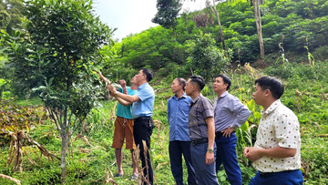 Sáng Nhè giảm nghèo bền vững nhờ chuyển đổi cây trồng