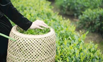 Hợp tác xã điện tử mở lối thoát nghèo cho nông dân vùng cao