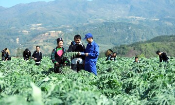 Liên kết hợp tác xã và bà con dân tộc: ‘Đòn bẩy’ sản phẩm vùng cao 