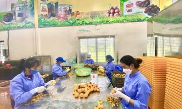 Cơ hội thoát nghèo từ cây hồng giòn trên cao nguyên Mộc Châu