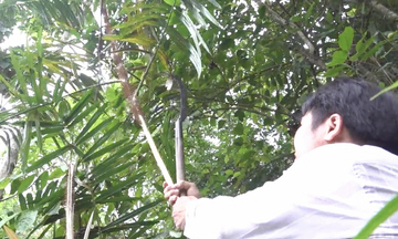 Hiệu quả kép từ kinh tế rừng ở miền núi Quảng Ngãi