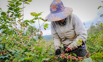 Mang rừng về vườn cà phê: Hướng đi giảm nghèo cho đồng bào Vân Kiều