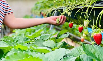Lâm Đồng: Du lịch canh nông thúc đẩy tiêu thụ nông sản vùng dân tộc