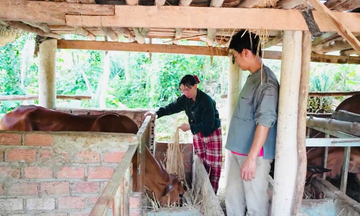 ‘Cầm tay, chỉ việc’ giúp vùng miền núi Quảng Ngãi thoát nghèo bền vững